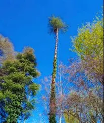 Tala y poda en altura de árboles en la Las Palmas