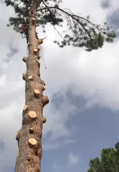 Tala y poda en altura de árboles en Las Palmas